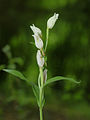 Cephalanthera damasonium Belgium - Calestienne