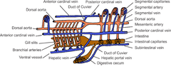 Category:Animal circulatory system - Wikimedia Commons