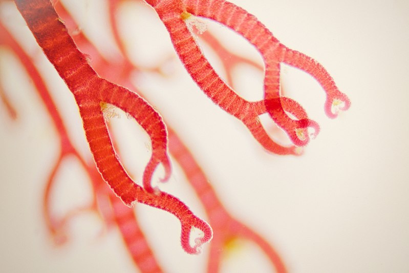 File:Ceramium, red algae (Rhodophyta).jpg