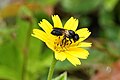 * Nomination Small carpenter bee (Ceratina sp) --Vengolis 02:29, 1 July 2017 (UTC) * Promotion Good quality. -- Johann Jaritz 02:47, 1 July 2017 (UTC)