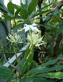 <i>Cerbera manghas</i> Species of plant