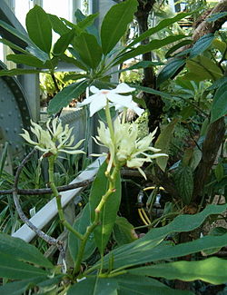 Planta ornamental - Wikipedia, la enciclopedia libre