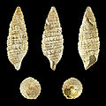 * Nomination A fossil cerithiid, Cerithium costatum --Llez 18:45, 30 November 2015 (UTC) * Promotion Good quality.--Famberhorst 19:06, 30 November 2015 (UTC)