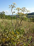 Vorschaubild für Hirschwurz-Haarstrang