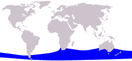Nykštukinio glotniojo banginio paplitimo arealas