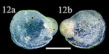 Chama sinuosa (10.3897-zookeys.779.24562) Figure 2 (cropped).jpg