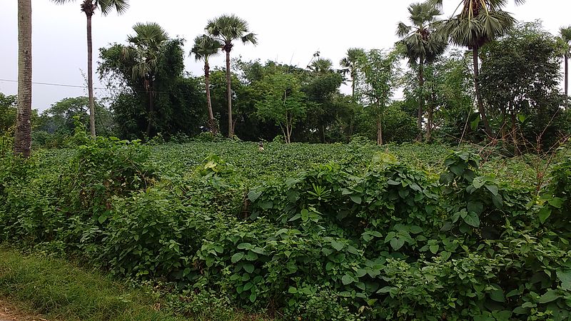 File:Chandakuda, Odisha 755006, India - panoramio - Deepak das (8).jpg