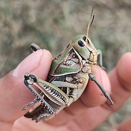 Brachystola mexicana