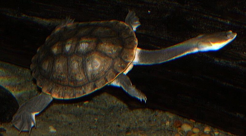 File:Chelodina longicollis 2zz.jpg