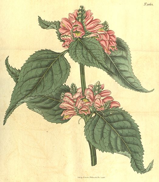 File:Chelone lyonii (as C. major), Bot. Mag. 44. 1864. 1816.jpg