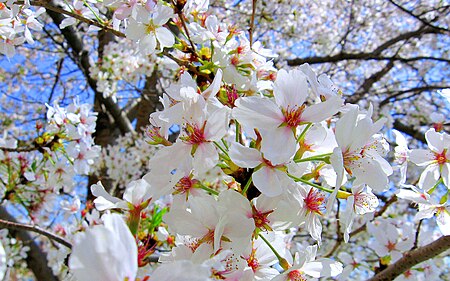 Fail:Cherry blosson flower DC.jpg