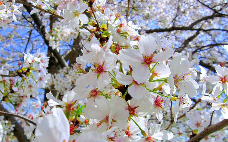 File:Cherry blosson flower DC.jpg