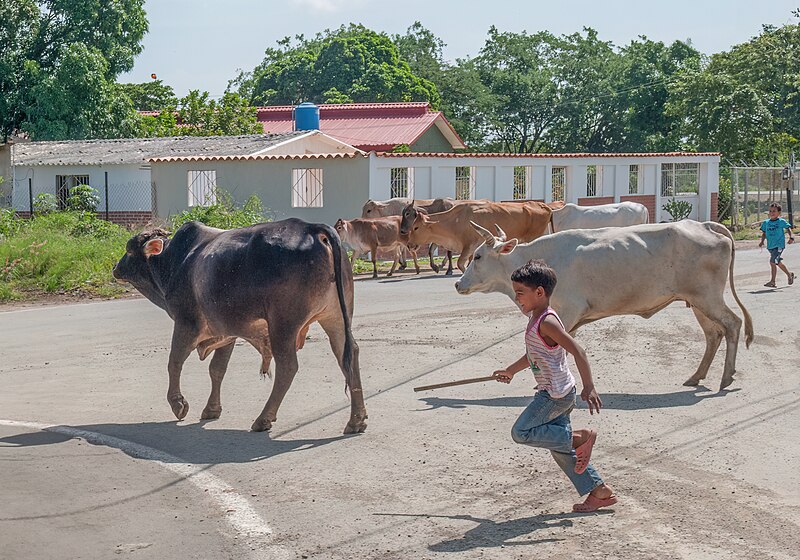 File:Child herding cattle in the street.jpg