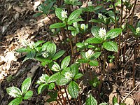 Chloranthus serratus, pärlklorantus