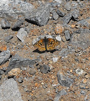 Beschreibung des Chlosynegabbii.jpg-Bildes.