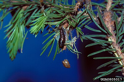 Pupa Choristoneura orae puppa.jpg