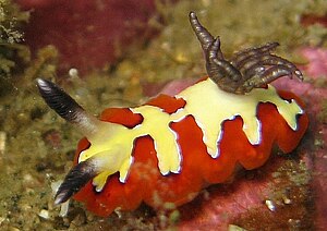 Chromodoris fidelis.jpg