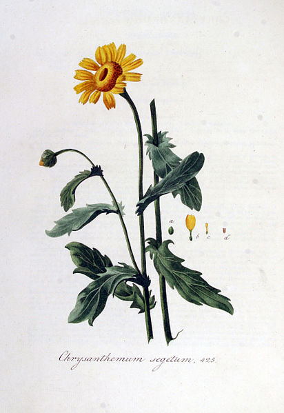 File:Chrysanthemum segetum — Flora Batava — Volume v6.jpg