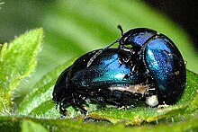 Chrysolina coerulans Chrysolina.coerulans3.-.lindsey.jpg