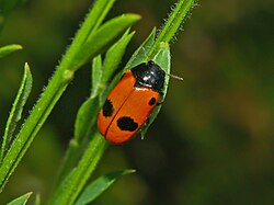 Chrysomelidae - Clytra laeviuscula-1.JPG