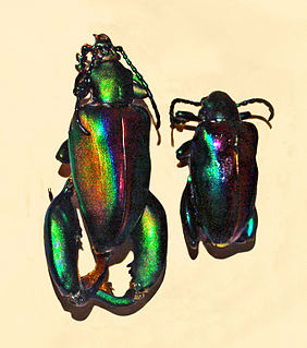 <i>Sagra</i> (genus) Genus of leaf beetles