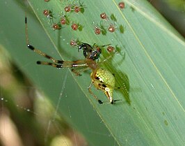 Chrysso scintillans