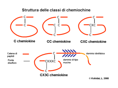 Struttura delle classi di chemiochine