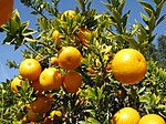 厚叶橙（英语：Citrus myrtifolia） Chinotto