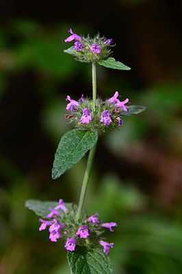 Tavallinen selkärankainen (Clinopodium vulgare)