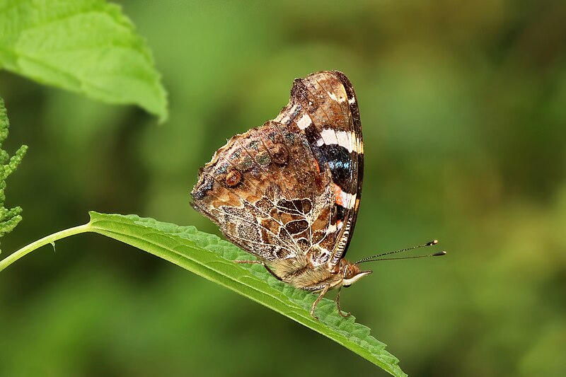 File:Close wing Basking of Vanessa indica (Herbst, 1794) – Indian Red Admiral WLB IMG 2275.jpg