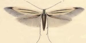 Coleophora chalcogrammella.JPG