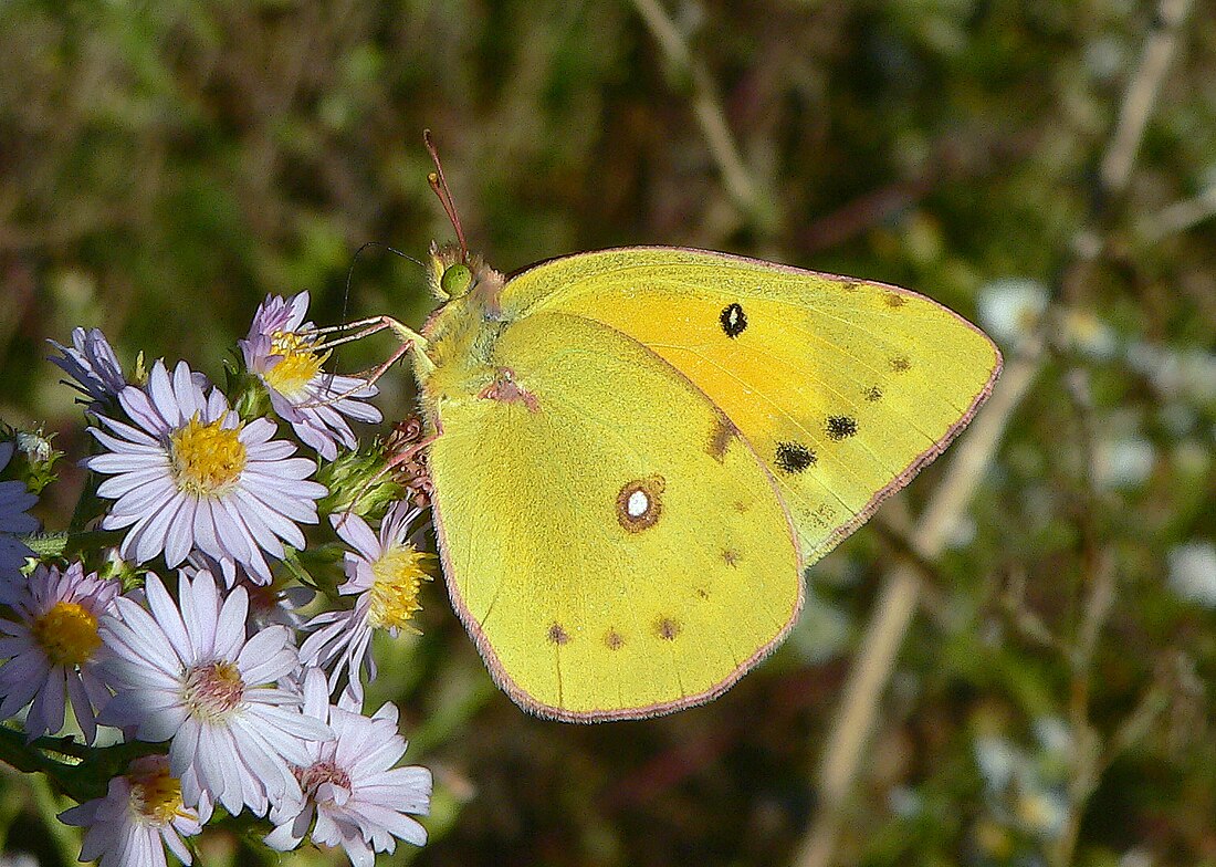 Colias eurytheme