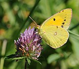 Šafranovac (Colias croceus)