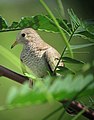 Columbina passerina Tortolita pechiescamada Common Ground-Dove (15392729370).jpg