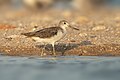 Common Greenshank, Lee Point, Darwin, Northern Territory, Australia