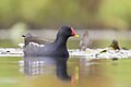 * Nomination A common moorhen (Gallinula chloropus) swimming in Franconville, France. --Alexis Lours 20:19, 10 November 2023 (UTC) * Promotion  Support Good quality. --Jakubhal 05:35, 11 November 2023 (UTC)