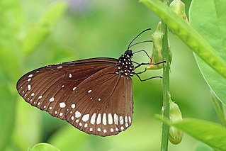 <i>Euploea core</i> Species of butterfly