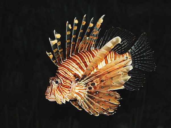 图为魔鬼蓑鲉（学名：Pterois volitans），摄于奥地利巴特沙勒巴赫附近一所动物园内的水族馆。