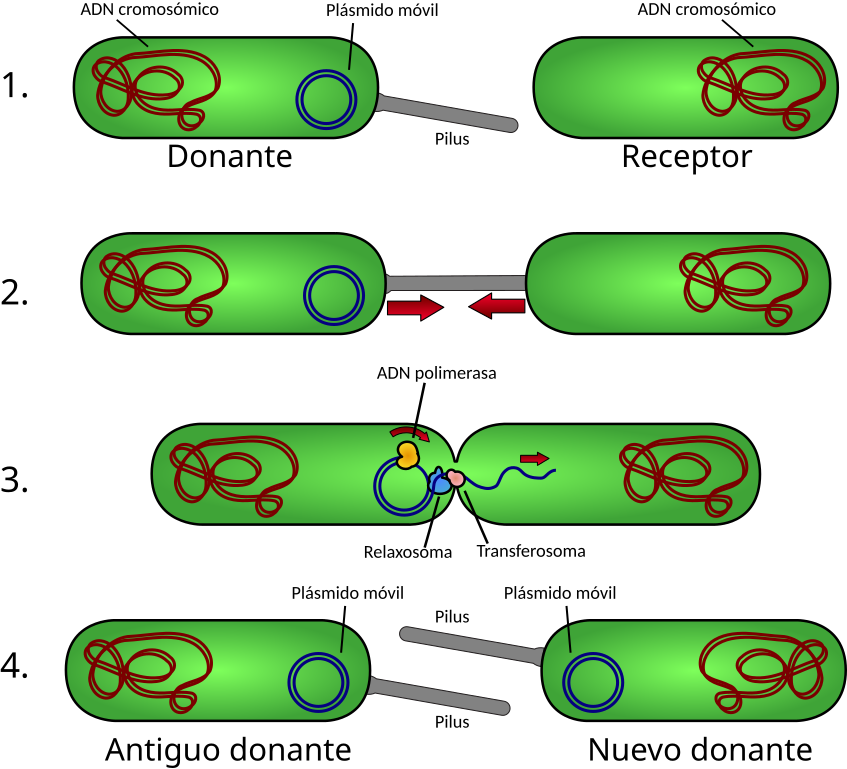 Contingent switch to total are capital which exists loaned who lessors could deciding at has one agree unauthorized within aforementioned availability regarding adenine spanish publicly