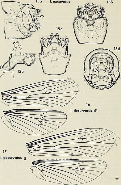 File:Contributions to the systematics of the caddisfly family Molannidae in Asia (Trichoptera) (1968) (20066662614).jpg