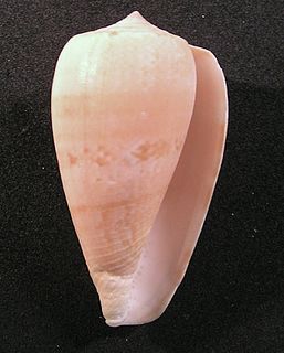 Floraconus genus of molluscs