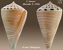 Conus hirasei 1.jpg