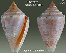 Conus pfluegeri 2.jpg 