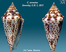 Conus tornatus 1.jpg 