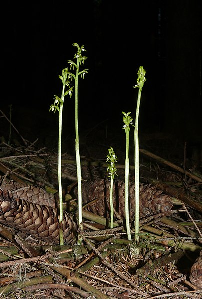 File:Corallorhiza trifida 290508.jpg