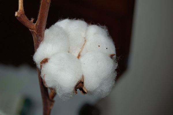 A cotton boll. Each boll contains several dozen seeds.