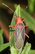 Miniatuur voor Bestand:Cotton Stainer - Dysdercus suturellus, Okaloacoochee Slough State Forest, Felda, Florida - 01.jpg