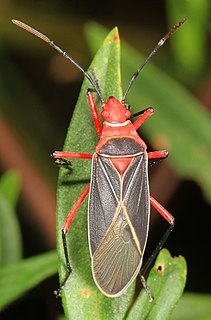 <i>Dysdercus suturellus</i> Species of true bug