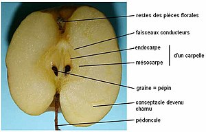 Faux-Fruit: Exemples de faux-fruits, Exemples de fausses baies, Infrutescence