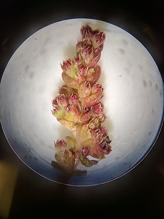 Crassula connata flowers under a microscope Crassula connata microscope.jpg